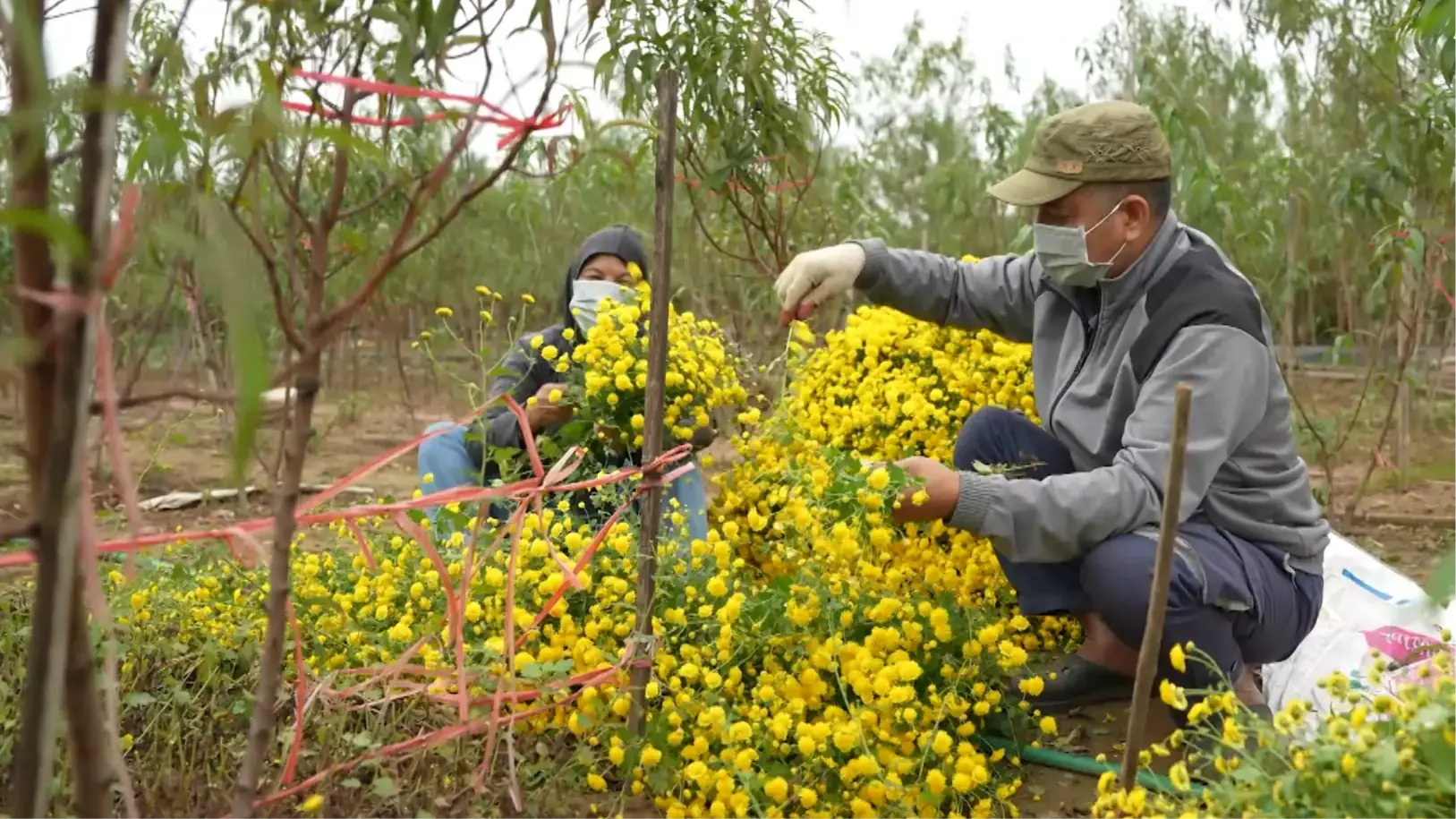 Phát triển vùng hoa cây cảnh sinh thái bền vững | Chuyển đổi xanh | 20/12/2025